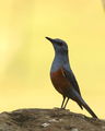 Common Rock Thrush (Monticola saxatilis) ; comments:5