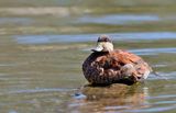 Male Ruddy Duck ; comments:6
