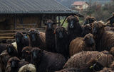 Kаракачански овце, село Влахи ; comments:14
