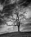 Самотно дърво на хълма ; comments:21