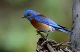  Western Bluebird (Sialia mexicana) ; comments:17