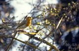 Червеногръдка / Robin / Erithacus rubecula ; comments:9