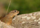 Лалугер (Spermophilus citellus) ; comments:22