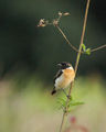  Asian Stonechat (Saxicola maurus) ; comments:1