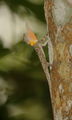 Flying lizard ; comments:2