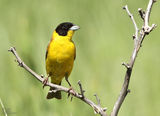 Черноглава овесарка (Emberiza melanocephala) ; comments:12