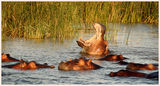 Hippos ; comments:14