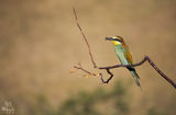 Пчелояд, Bee-eater (Merops apiaster) ; comments:13
