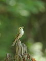 Wood Warbler (Phylloscopus sibilatrix) ; comments:3