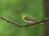 Wood Warbler (Phylloscopus sibilatrix) ; comments:8