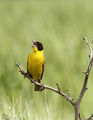 Черноглава овесарка (Emberiza melanocephala) ; comments:34