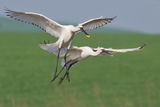 Platalea leucorodia ; Коментари:45