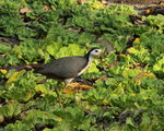 White-breasted Waterhen (Amaurornis phoenicurus) ; No comments