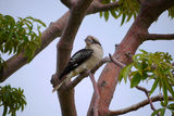 Kookaburra ; comments:1