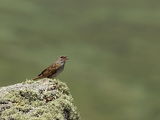 Сивогушата завирушка (Prunella modularis) ; No comments