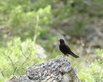 кос (Turdus merula) ; comments:3