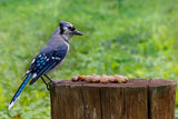 Blue Jay ; comments:10