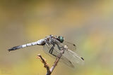 Orthetrum cancelatum - мъжки ; Коментари:7