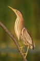 Miss Little Bittern 2013 ; comments:23