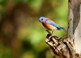 Sialia mexicana, Синя птичка от Калифорния ; comments:12