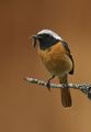 Daurian Redstart ; comments:9