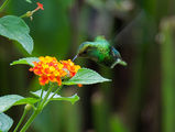 Hummingbird, Колибри ; comments:5