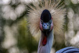 African crowned crane bird ; comments:6