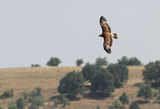 Царски орел (Aquila heliaca) juv ; comments:5