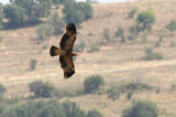  Царски орел (Aquila heliaca) juv ; comments:11