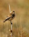 Ръждивогушо ливадарче (Saxicola rubetra) Common Whinchat ; comments:25