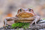 Common Toad ; comments:30