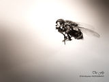 ... The Fly ... ; comments:7