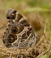 Vanessa virginiensis ; comments:18