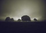 Сутрин в мъглата ; comments:92