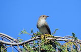 Taiga Flycatcher  - Ficedula albicilla ; comments:2