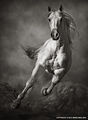 Galloping White Horse ; Коментари:5