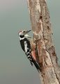 Middle Spotted Woodpecker ; comments:8