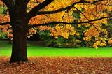 Красива есен ; comments:31