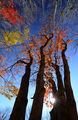 Есен в гората ; comments:33