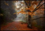 Есен, есен, умиращ сезон....... ; comments:71