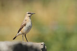 Ориенталско каменарче (Oenanthe isabellina ) ; comments:14