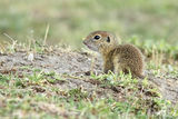 Лалугер (Spermophilus citellus) ; comments:11