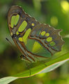 Малахитена пеперуда ; comments:8
