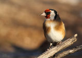 щиглец - (Carduelis carduelis) ; comments:14