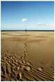 North sea kite-runner ; comments:21