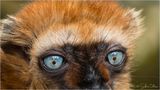 Look lemur ; comments:5