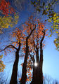 Eсен в гората 2 ; comments:35