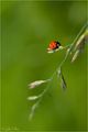 Ladybug ; comments:13