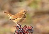 hermit thrush ; comments:21