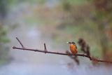 Земеродно рибарче/ Common Kingfisher ; comments:5